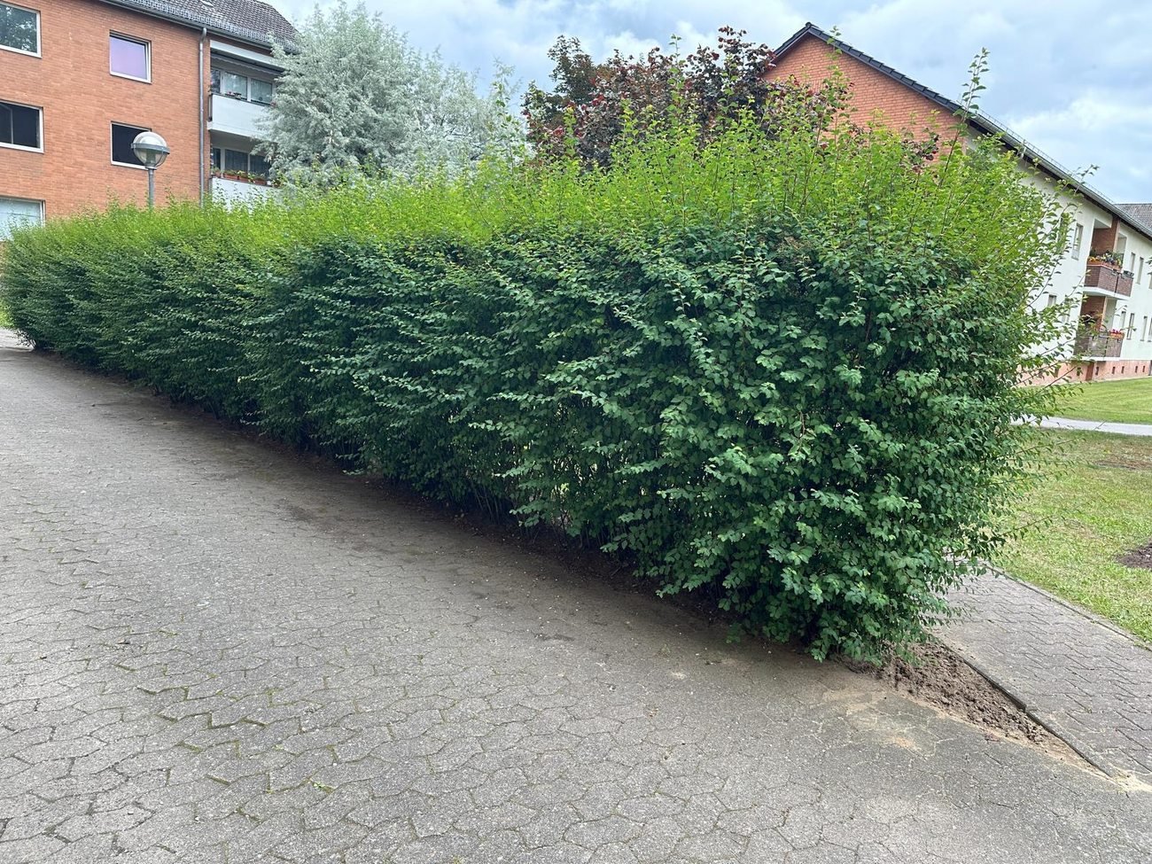 Frisch geschnittene Hecke vor einem Mehrfamilienhaus