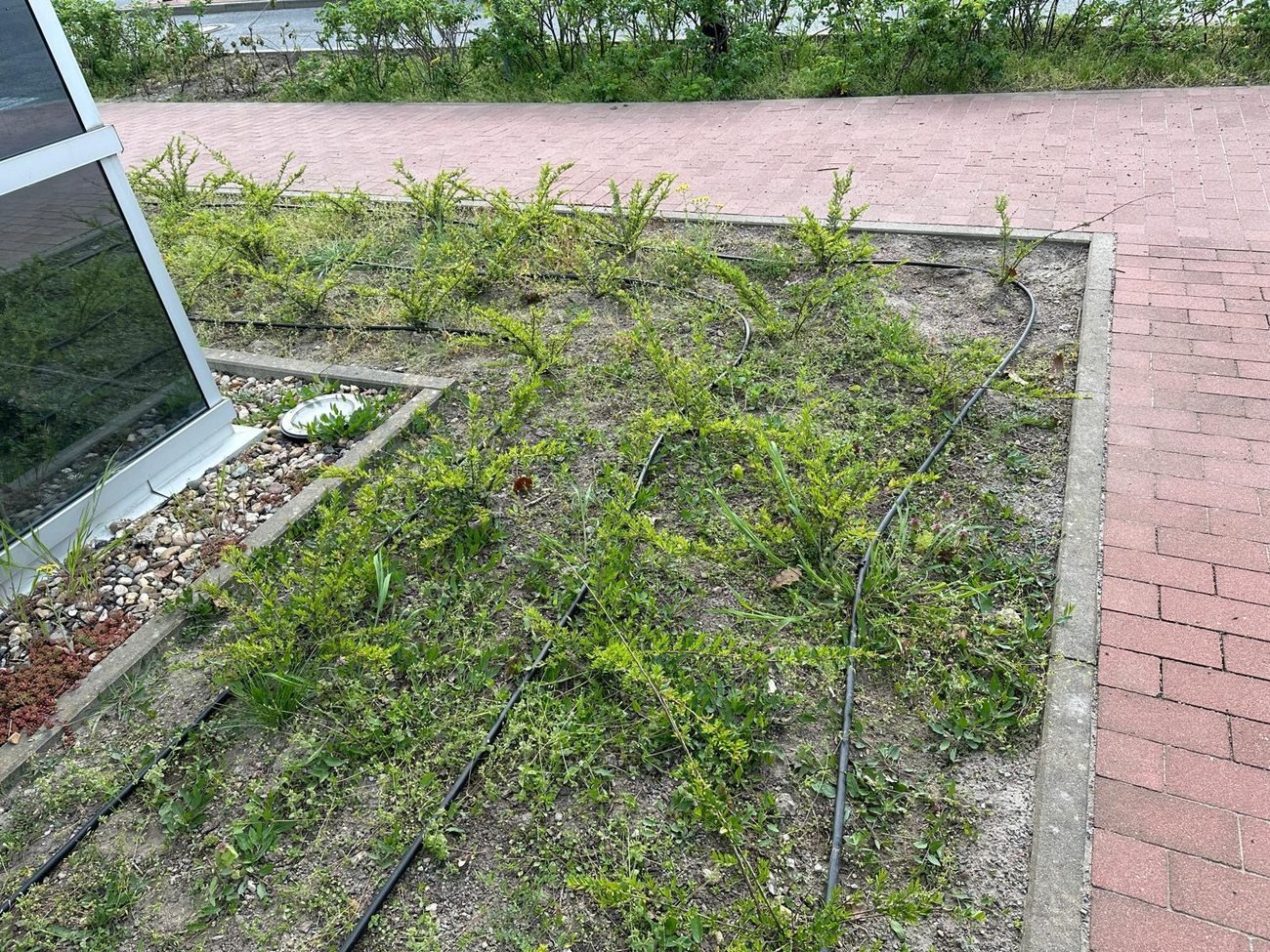 Frisch gepflanzte Sträucher mit Tropfbewässerung