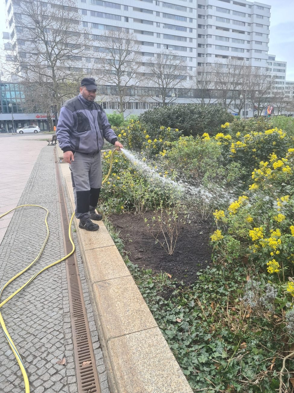 Mitarbeiter wässert eine frisch angelegte Pflanzung